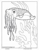 Cuttlefish Ozean Colouringpages Seashore sketch template