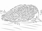 Echidna Coloring Cute Pages Beaked Short Printable Australian Animals Australia Categories sketch template