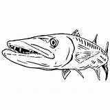 Barracuda Fish Coloring Pages Predator Color Sea Tocolor Tattoo Drawings sketch template