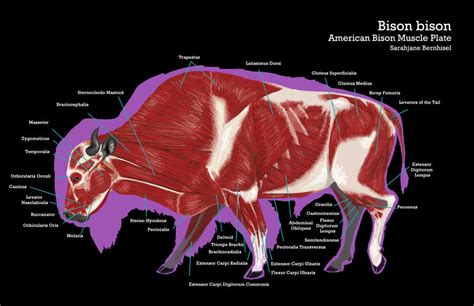 bison muscle plate  sjbernhisel  deviantart