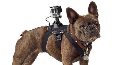 gopros  harness turns dogs  filmmakers abc news