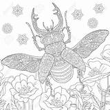 Beetle Stag Zentangle Mandala Stylized Hirschkäfer Cervus Lucanus Masculine Psychedelic Antistress Kaynak sketch template