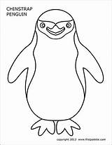 Penguin Printable Chinstrap Templates Coloring Firstpalette Pages sketch template