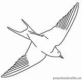 Swallow Colouring Pages Kids Printable Coloring Kindergarten Preschoolcrafts sketch template