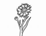 Coloring Cornflower Coloringcrew Flowers sketch template