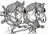 Horse Draft Percheron Drawing sketch template