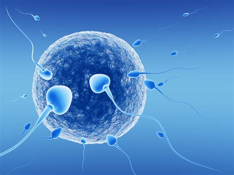 egg and sperm facts austin fertility and reproductive medicine