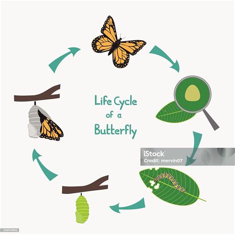 life cycle   butterfly diagram stock illustration  image