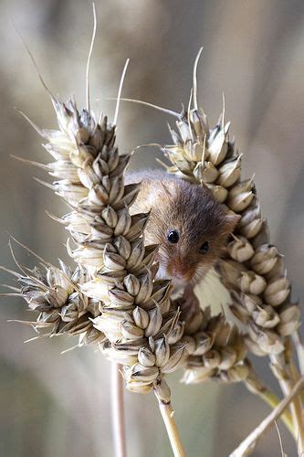39 best mice field mice field mouse harvest mouse images on