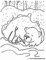 Coloring Bear Winter Pages Hibernating Animals Printable Animal Color Sheets Sheet sketch template