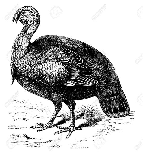 turkey vintage engraved illustration natural history  animals