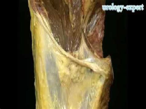anatomy  inguinal region youtube