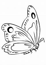 Farfalle Colorare Pages Schmetterling Semplici Malbuch Moths Nectar Pollinate Pagine Raskrasil sketch template