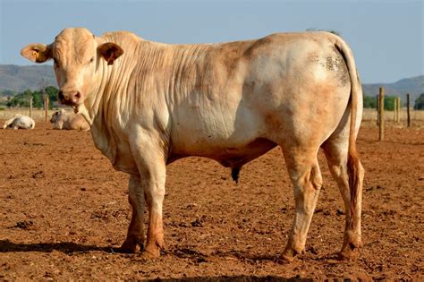 Cattle Breeds Originating In Brazil Native