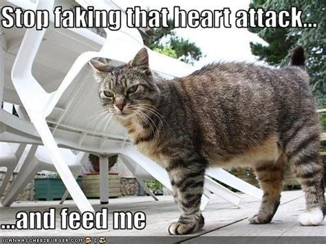 stop faking that heart attack and feed me teh lulz pinterest humor meme and hilarious