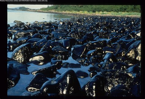 remember exxon valdez oil spill march   frontier scientists