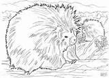 Porcupine Stachelschweine Ausmalbild Porcupines Coloringbay Ausdrucken Kategorien sketch template