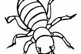 Coloring Beetle Pages Dung sketch template