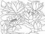Coloring Pages Water Monet Printable Lilies Watercolor Waterlilies Cherry Blossom Flower Color Drawing Japanese Book Scenery Lily Cardinal Red Family sketch template