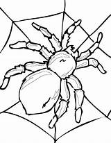 Spinnen Spin Kleurplaten Herfst sketch template