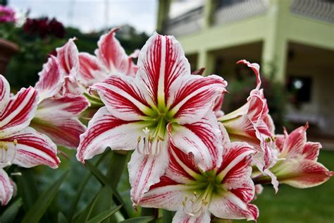 kathryn hart flowers from the massive garden