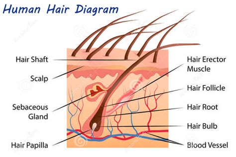 human hair   hair   royal formula