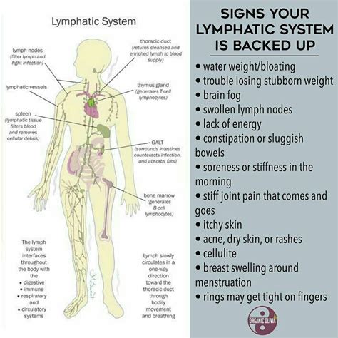 Today Is Part 2 Of My Lymph Series Check Back To Part 1 For Details