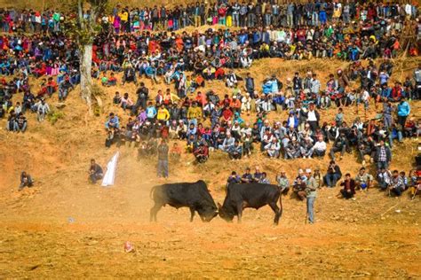 nepalese celebrate winter with bullfight in rural village