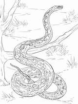 Constrictor Schlangen Mamba Ausmalbilder Reptiles Ausmalen Colorare Ausdrucken Malvorlagen Designlooter sketch template