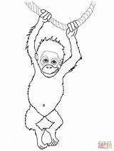 Orangutan Utan Ausmalbild Outan Orangotango Ausmalen Supercoloring Print Coloriages Zeichnen Mit Zoo Gaddynippercrayons sketch template