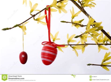 easter eggs hanging stock image image  beautiful green