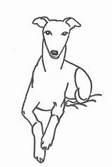 Whippet Pages Coloring sketch template