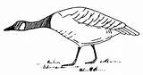 Goose Canada Coloring Geese Migration Drawing 398px 22kb Paintingvalley sketch template