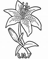 Coloring Lily Flower Flowers Sheet Print sketch template