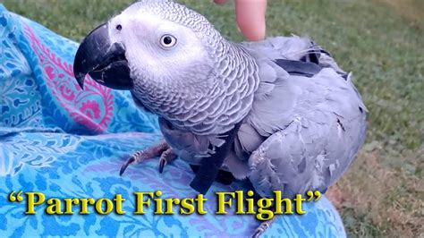 year  parrots  time flying  parrot flight lesson youtube