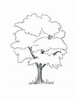 Coloring Tree Pages Printable Evergreen Getcolorings Trees Getdrawings Colorings sketch template