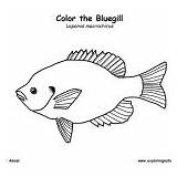 Bluegill Fish Coloring Category Freshwater Coloringnature sketch template