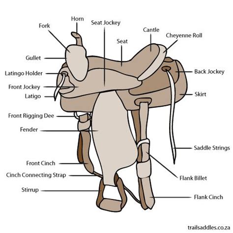 parts   western saddle horse lessons western saddle horse anatomy