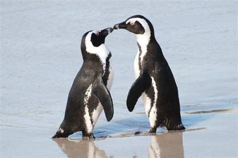 Fun Facts And Trivia About Penguins