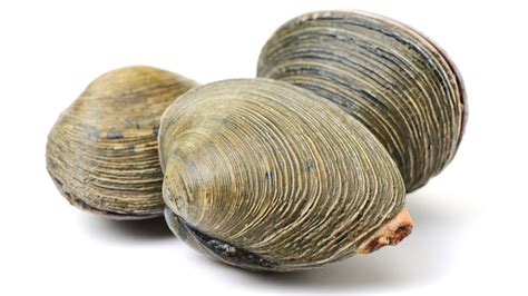 archaeology  seafood clam chefs mandala