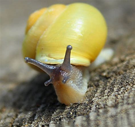 snail   walk snail walking walking