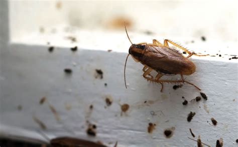 cockroach infestation warning signs and what to do about them