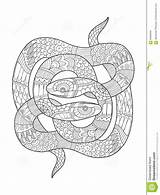 Snake Vector Adults Coloring Book Tattoo Illustration Preview sketch template