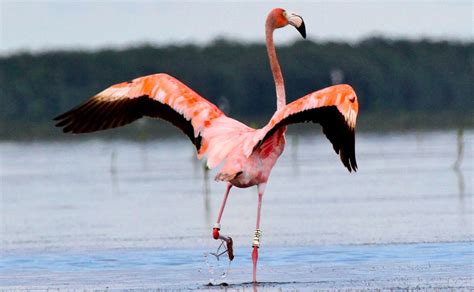 audubon   researchers vindicate flamingo loving floridians