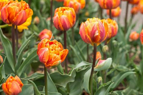 plant grow  care  parrot tulips lovetoknow