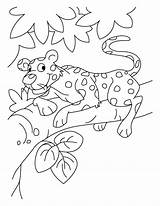 Coloring Leopard Pages Baby Color Snow Kids Popular sketch template