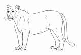 Lioness Lineart sketch template