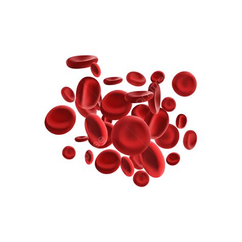 blood cells illustration blood cells blood illustration png