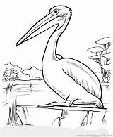 Pelican Drawing Coloring Pages Drawings Animal Printable Brown Children Sheets Kids Sheet Birds Bird Animals Color Print Online Wild Getdrawings sketch template