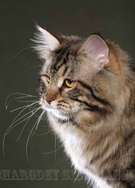 Siberian Cats — Charodey Cattery Adult Photos